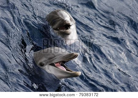 Dolphin