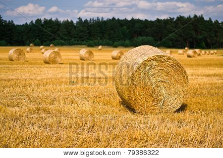Wheat Harvest Time