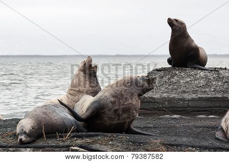Group Northern Sea Lion (eumetopias Jubatus) On Rookery. Kamchatka