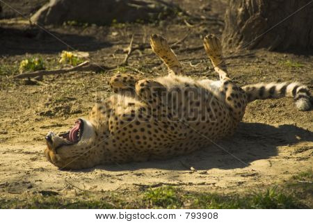 Cheetah