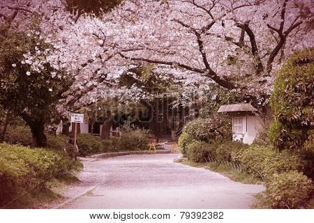 Cherry Blossom In Tokyo