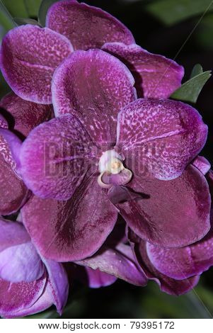 Violet Orchid Flower