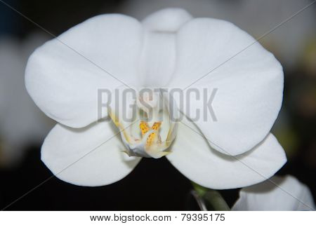 White Orchid Flower