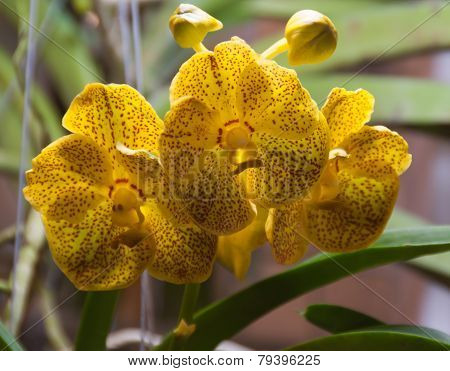 Yellow Orchid Flower