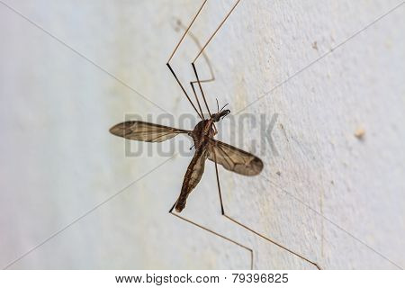 daddy longlegs insect