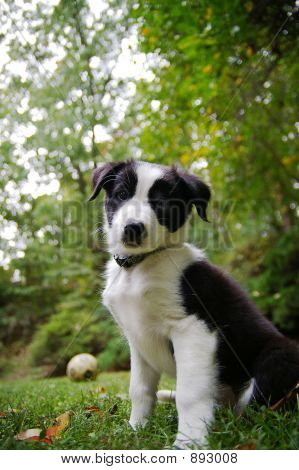 Perrito sentado