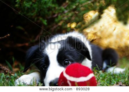 Perrito y bola roja