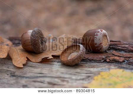 Autumn Leaves Acorns