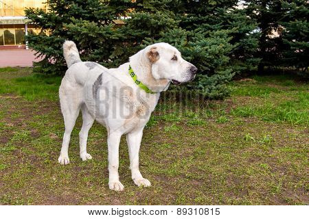 Central Asian Ovcharka sideview.
