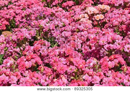 Plant Flowers - Pink Kalanchoe blossfeldiana is flowers background