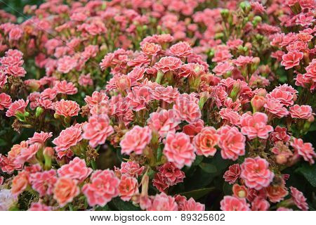 Plant Flowers - Pink Kalanchoe blossfeldiana is flowers background
