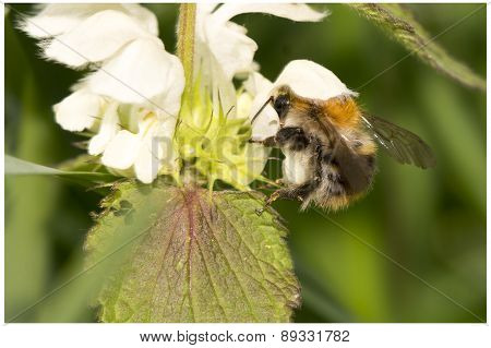 Bumblebee