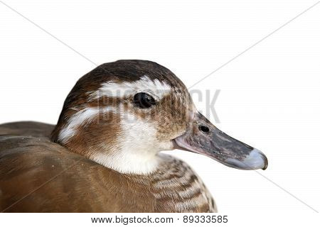 Isolated Portrait Of Female Mandarin Duck