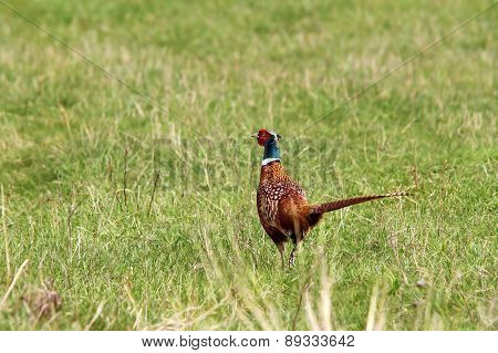 Male Pheasant In The Field