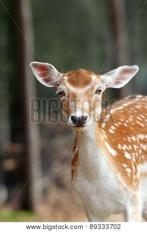 Portrait Of A Fallow Deer Hind