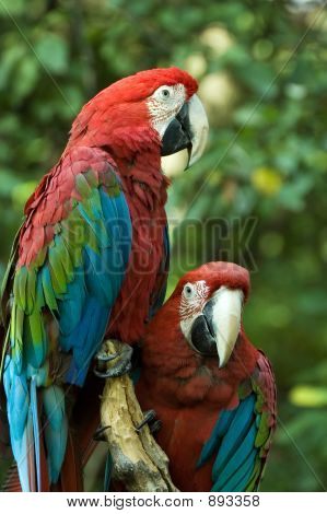 Green-Winged Macaws