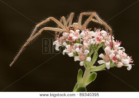 spider on the flower