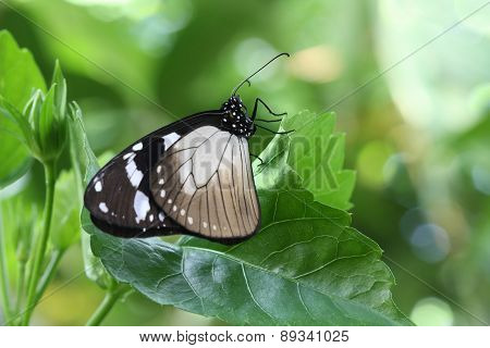 Crow Butterfly (Euploea sp.)