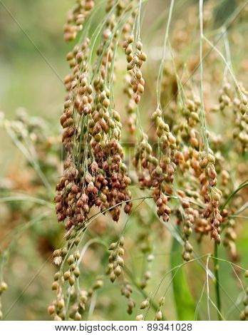 Golden millets