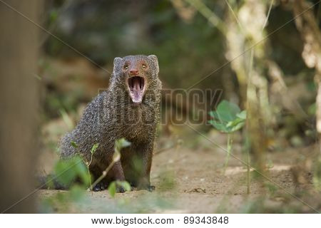 Indian Gray Mongoose In Sri Lanka