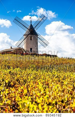 vineyard with windmill near Chenas, Beaujolais, Rhone-Alpes, France