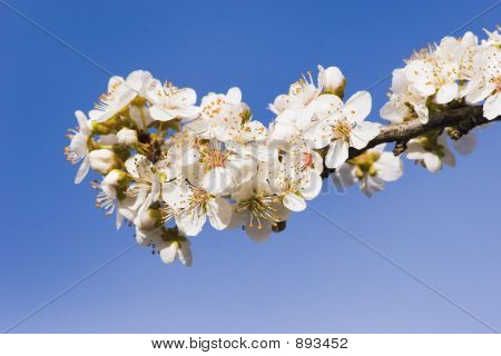 Flor de Primavera 01