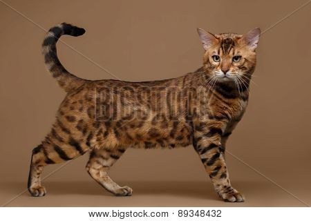 Beautiful Bengal Cat Stands on Brown background