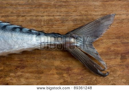Atlantic Mackerel Close Up