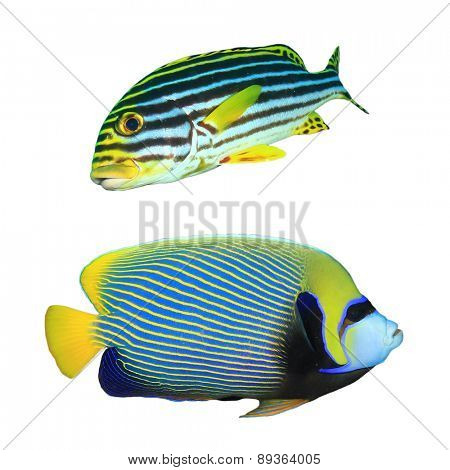 Tropical fish isolated on white: Oriental Sweetlips and Emperor Angelfish