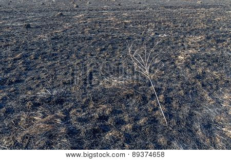 Bruned Grassland