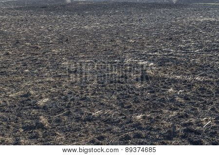 Bruned Grassland