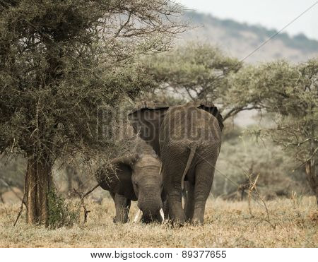 Young elephants playing, Serengeti, Tanzania, Africa