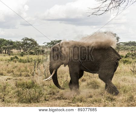 Elephant dust bathing, Serengeti, Tanzania, Africa
