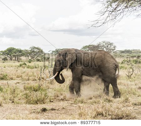 Elephant dust bathing, Serengeti, Tanzania, Africa