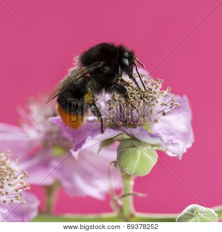 Red-tailed bumblebee, Bombus lapidarius, foraging on a flower in front of a pink background