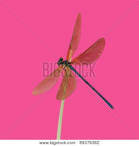 Male beautiful demoiselle, Calopteryx virgo, on a blade of grass in front of a pink background