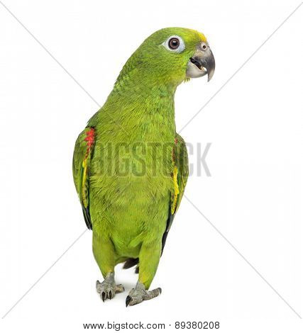 yellow-crowned amazon, Amazona ochrocephala, in front of a white background