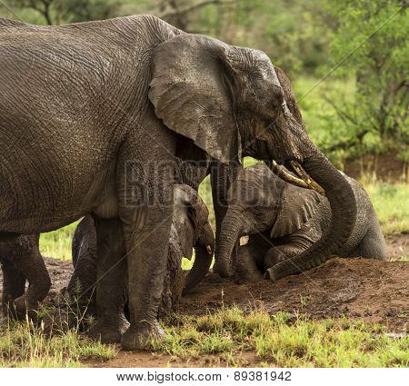 Herd of elephants resting, Serengeti, Tanzania, Africa