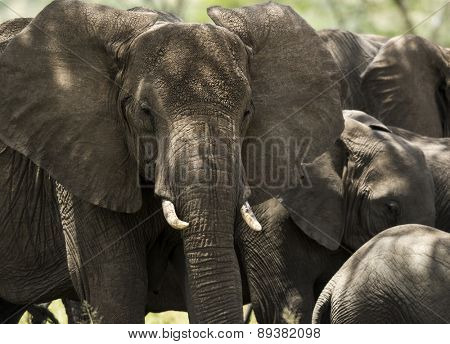 Close-up of a herd of elephants, Serengeti, Tanzania, Africa