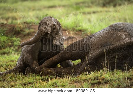 Young elephant playing, Serengeti, Tanzania, Africa