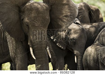 Close-up of a herd of elephants, Serengeti, Tanzania, Africa