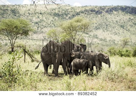 Herd of elephant, Serengeti, Tanzania, Africa