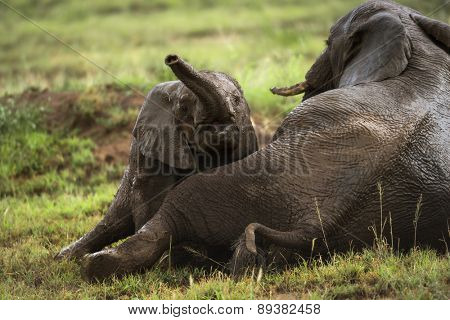Young elephant playing, Serengeti, Tanzania, Africa