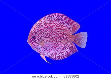 Pompadour Fish On Blue Background