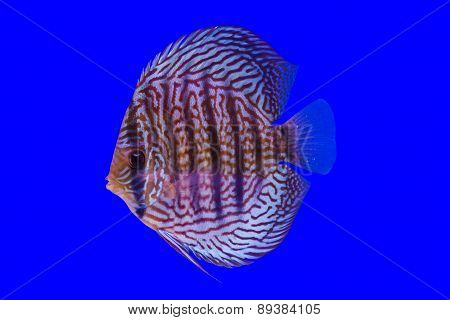 Pompadour Fish On Blue Background