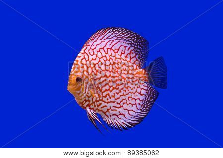 Pompadour Fish On Blue Background