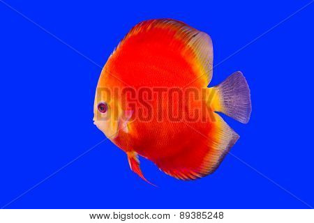 Pompadour Fish On Blue Background