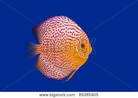 Pompadour Fish On Blue Background