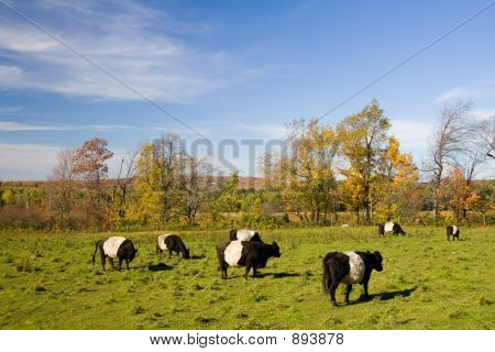 Belted Galloways