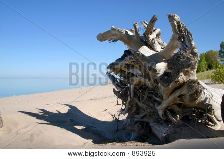 Driftwood Стамп